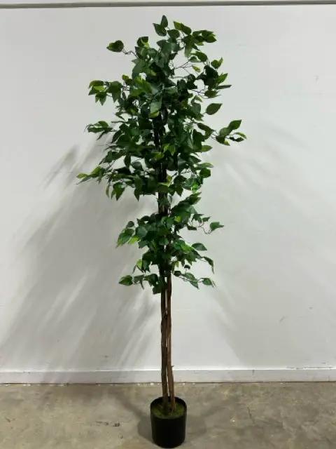 7 foot indoor plant Faux Double Trunk Ficus Tree 7 Foot Tall Indoor Plant – Invio Fine Furniture Consignment